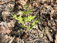 Osmunda regalis subsp. spectabilis image