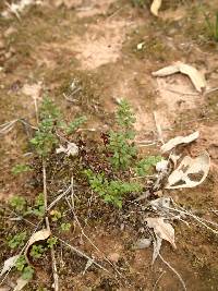 Cheilanthes austrotenuifolia image