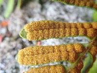 Polypodium scouleri image