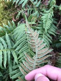 Polypodium glycyrrhiza image