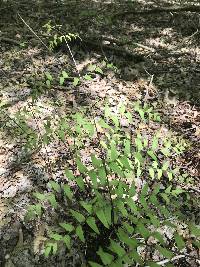 Osmunda regalis subsp. spectabilis image