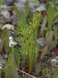 Botrychium pinnatum image