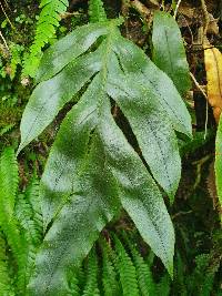 Austroblechnum colensoi image