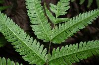 Pteris fauriei image