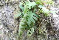 Polypodium vulgare image