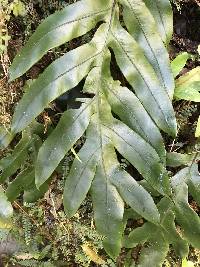 Austroblechnum colensoi image