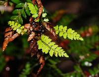 Polystichum proliferum image