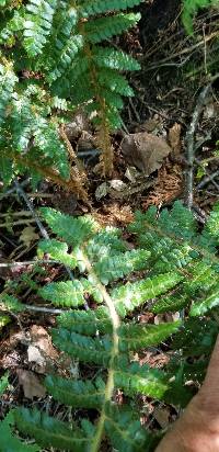 Polystichum braunii image