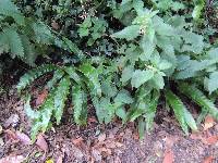 Asplenium scolopendrium image