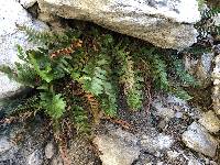 Polystichum imbricans subsp. imbricans image