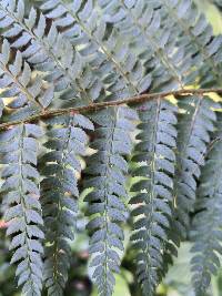 Polystichum setiferum image