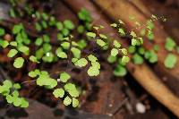 Adiantum aethiopicum image