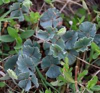 Marsilea macropoda image