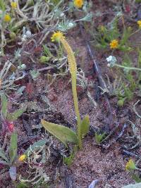 Ophioglossum californicum image