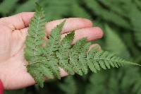 Dryopteris expansa image