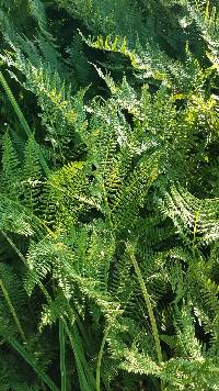 Athyrium angustum image