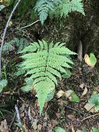 Dryopteris expansa image