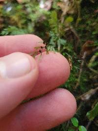 Hymenophyllum peltatum image