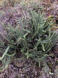 Cheilanthes micropteris image