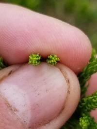 Dendrolycopodium hickeyi image