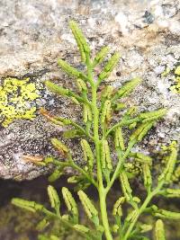 Cryptogramma crispa image