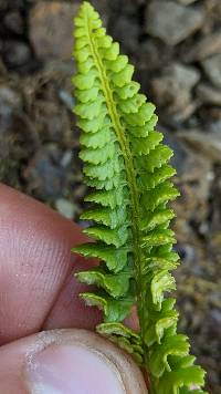 Polystichum kruckebergii image