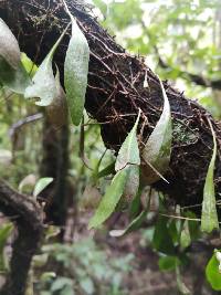 Pyrrosia eleagnifolia image