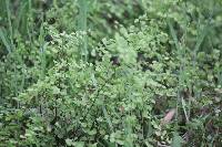 Adiantum aethiopicum image