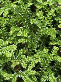 Selaginella kraussiana image