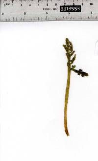 Botrychium campestre image