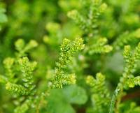 Selaginella kraussiana image