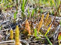 Selaginella selaginoides image