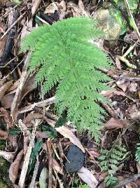 Leptopteris hymenophylloides image