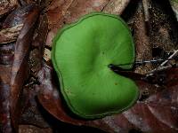 Lindsaea reniformis image