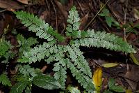 Adiantum flabellulatum image