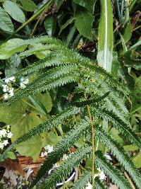 Christella acuminata image