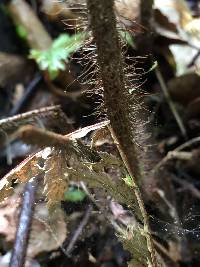 Lastreopsis hispida image