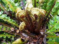 Lomaria discolor image