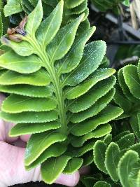 Asplenium obtusatum image