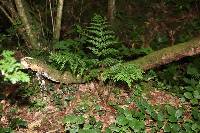 Dryopteris dilatata image