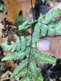 Pentagramma triangularis image