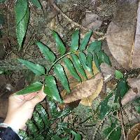 Asplenium falcatum image