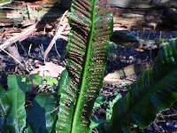 Asplenium scolopendrium image