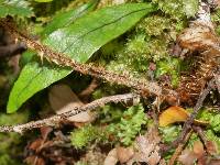 Polystichum vestitum image