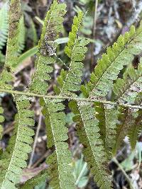 Dryopteris arguta image