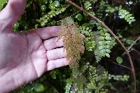 Hymenophyllum frankliniae image