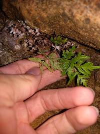 Doryopteris decipiens image