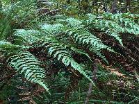 Dicksonia lanata image