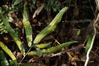 Dryopteris podophylla image