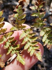 Myriopteris alabamensis image